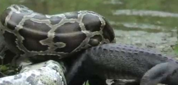 Foto - Dev piton timsahı mideye indirdi!