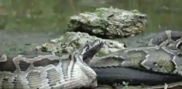 Foto - Dev piton timsahı mideye indirdi!