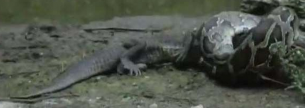 Foto - Dev piton timsahı mideye indirdi!