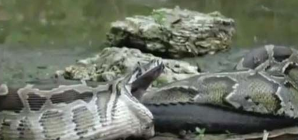 Foto - Dev piton timsahı mideye indirdi!