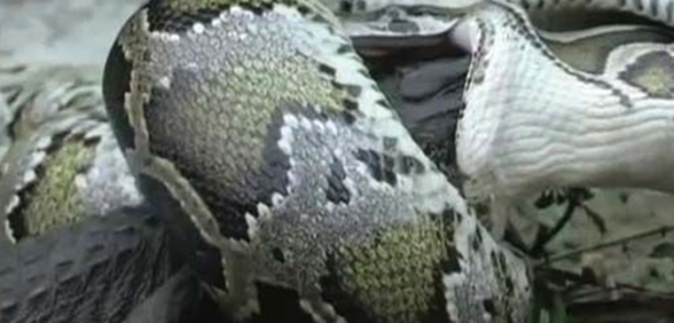 Foto - Dev piton timsahı mideye indirdi!