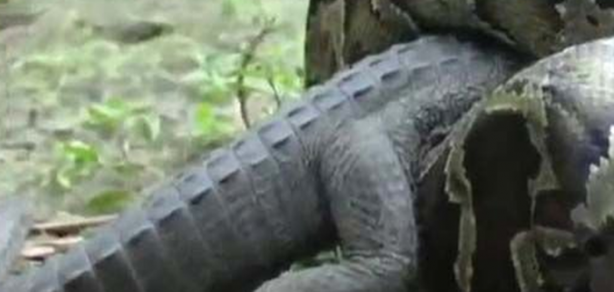 Foto - Dev piton timsahı mideye indirdi!