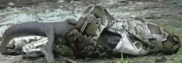 Foto - Dev piton timsahı mideye indirdi!