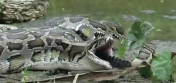 Foto - Dev piton timsahı mideye indirdi!