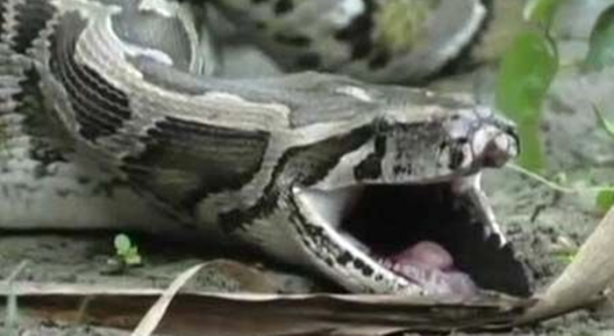 Foto - Dev piton timsahı mideye indirdi!