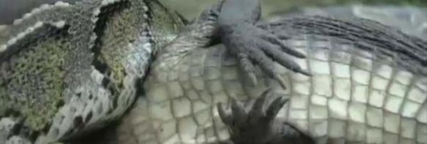 Foto - Dev piton timsahı mideye indirdi!