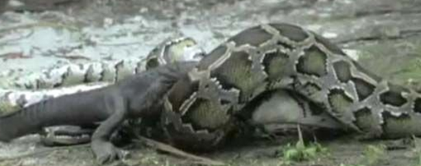 Foto - Dev piton timsahı mideye indirdi!