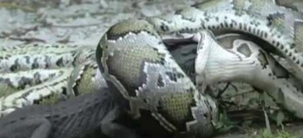 Foto - Dev piton timsahı mideye indirdi!