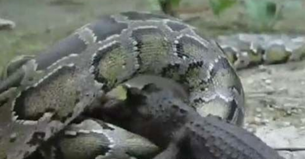 Foto - Dev piton timsahı mideye indirdi!