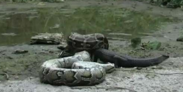 Foto - Dev piton timsahı mideye indirdi!