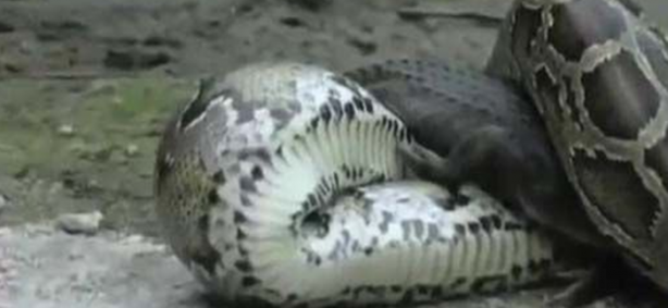 Foto - Dev piton timsahı mideye indirdi!