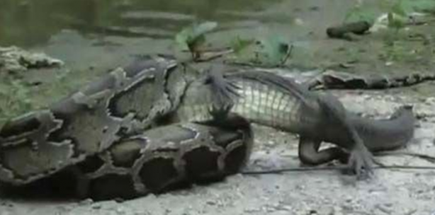  Dev piton timsahı mideye indirdi!