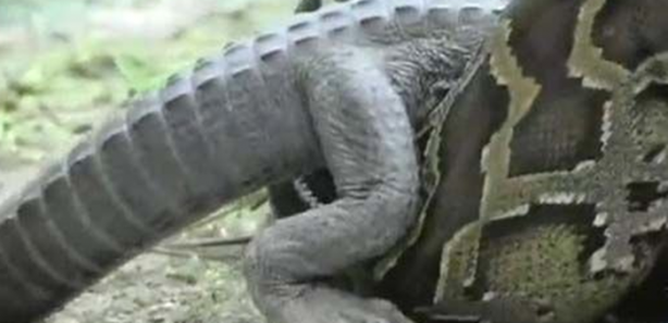 Foto - Dev piton timsahı mideye indirdi!