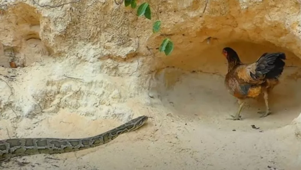 Foto - Dev pitona kafa tutan tavuk sosyal medyayı salladı