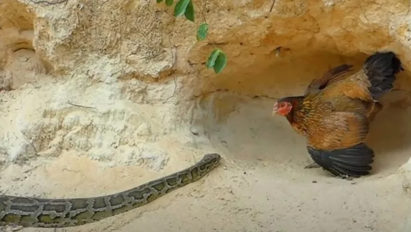 Foto - Dev pitona kafa tutan tavuk sosyal medyayı salladı