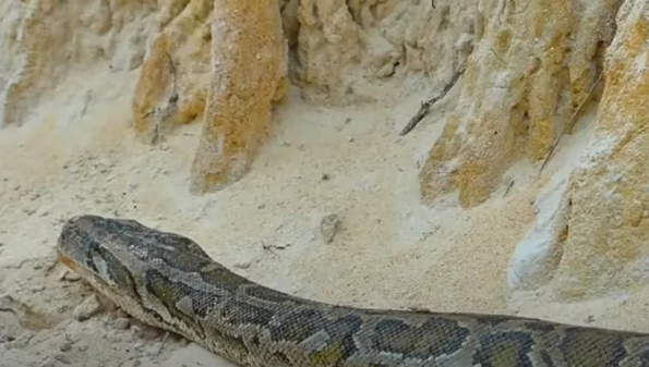 Foto - Dev pitona kafa tutan tavuk sosyal medyayı salladı