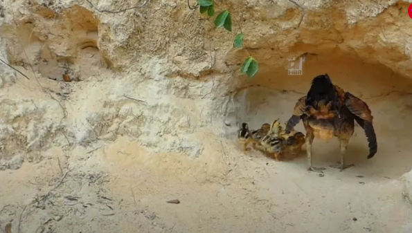 Foto - Dev pitona kafa tutan tavuk sosyal medyayı salladı