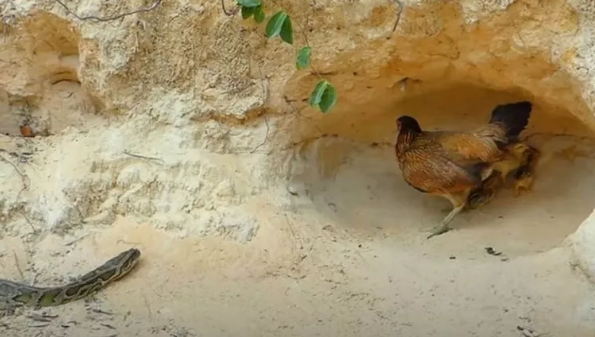 Foto - Dev pitona kafa tutan tavuk sosyal medyayı salladı