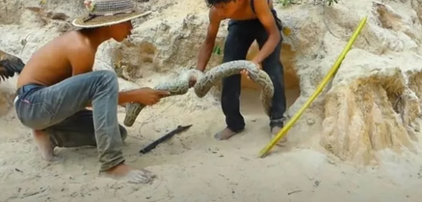 Foto - Dev pitona kafa tutan tavuk sosyal medyayı salladı