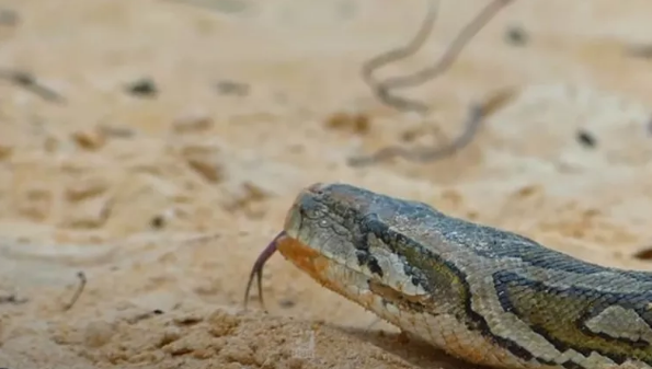 Foto - Dev pitona kafa tutan tavuk sosyal medyayı salladı