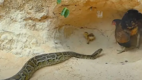 Foto - Dev pitona kafa tutan tavuk sosyal medyayı salladı