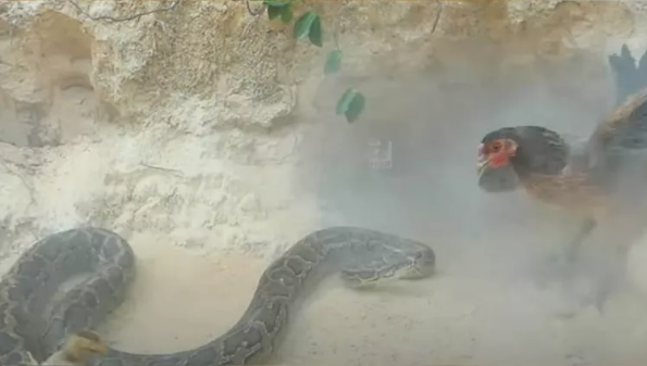 Foto - Dev pitona kafa tutan tavuk sosyal medyayı salladı