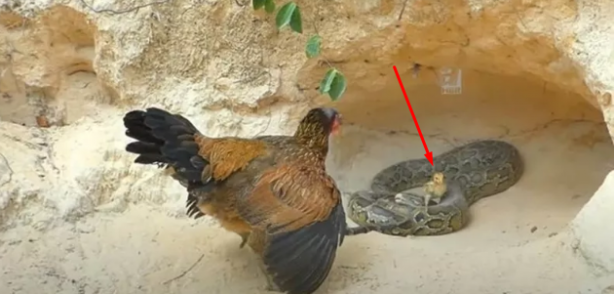 Foto - Dev pitona kafa tutan tavuk sosyal medyayı salladı