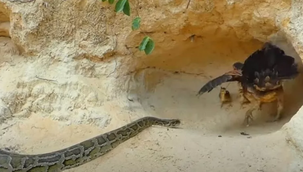 Foto - Dev pitona kafa tutan tavuk sosyal medyayı salladı