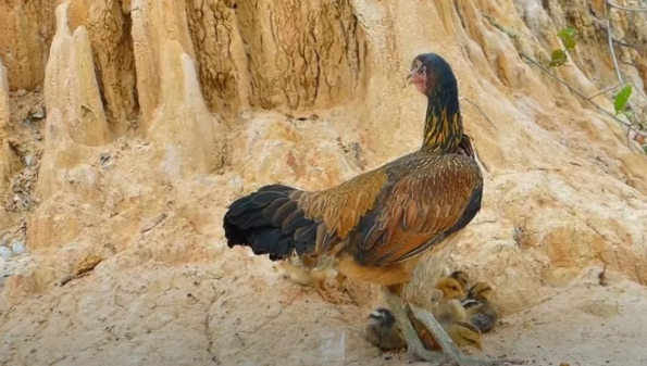 Dev pitona kafa tutan tavuk sosyal medyayı salladı