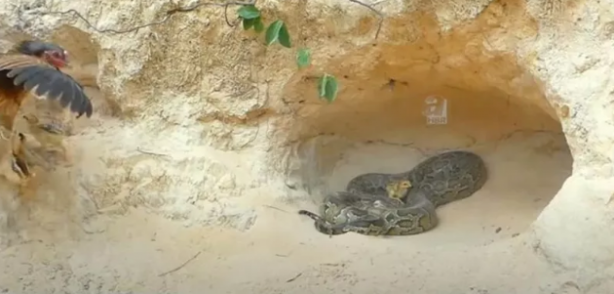 Foto - Dev pitona kafa tutan tavuk sosyal medyayı salladı