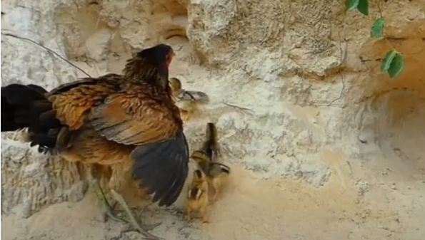 Foto - Dev pitona kafa tutan tavuk sosyal medyayı salladı