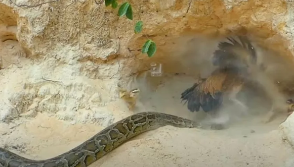 Foto - Dev pitona kafa tutan tavuk sosyal medyayı salladı