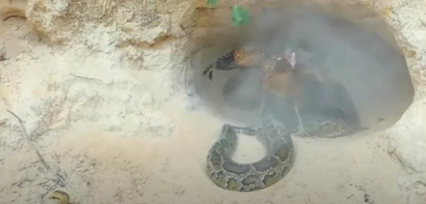 Foto - Dev pitona kafa tutan tavuk sosyal medyayı salladı