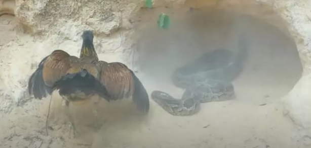 Foto - Dev pitona kafa tutan tavuk sosyal medyayı salladı