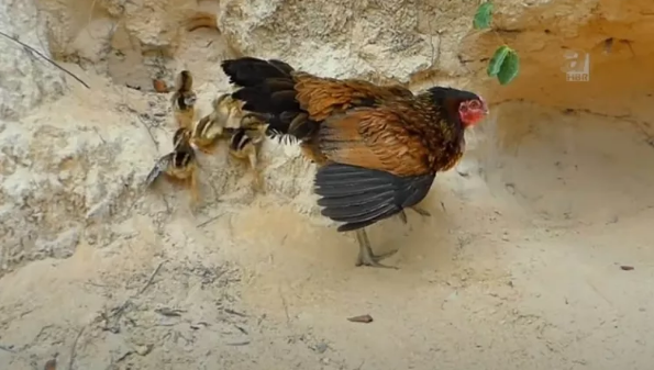 Foto - Dev pitona kafa tutan tavuk sosyal medyayı salladı