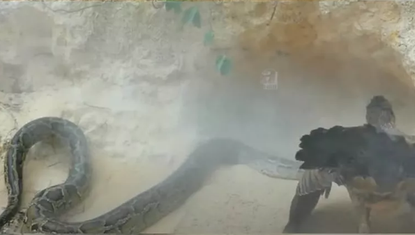 Foto - Dev pitona kafa tutan tavuk sosyal medyayı salladı