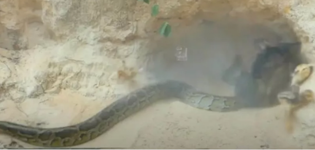 Foto - Dev pitona kafa tutan tavuk sosyal medyayı salladı