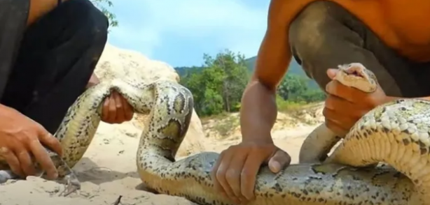 Foto - Dev pitona kafa tutan tavuk sosyal medyayı salladı