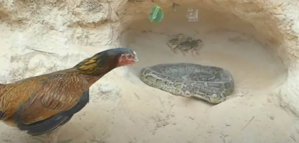 Foto - Dev pitona kafa tutan tavuk sosyal medyayı salladı