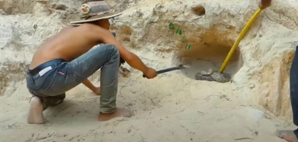 Foto - Dev pitona kafa tutan tavuk sosyal medyayı salladı