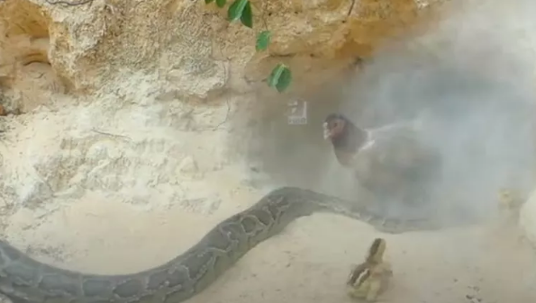 Foto - Dev pitona kafa tutan tavuk sosyal medyayı salladı