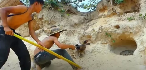 Foto - Dev pitona kafa tutan tavuk sosyal medyayı salladı