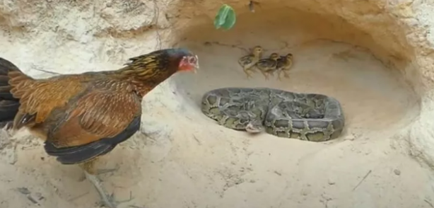 Foto - Dev pitona kafa tutan tavuk sosyal medyayı salladı