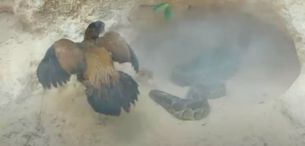 Foto - Dev pitona kafa tutan tavuk sosyal medyayı salladı