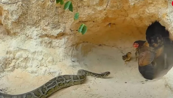 Foto - Dev pitona kafa tutan tavuk sosyal medyayı salladı