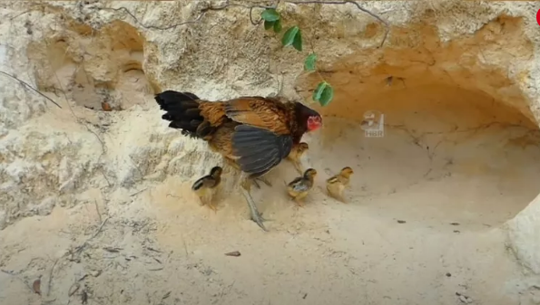 Foto - Dev pitona kafa tutan tavuk sosyal medyayı salladı