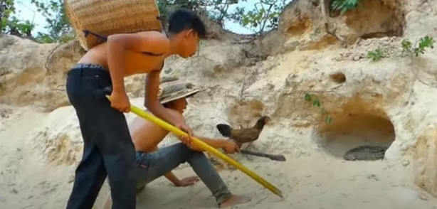 Foto - Dev pitona kafa tutan tavuk sosyal medyayı salladı
