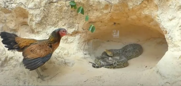 Foto - Dev pitona kafa tutan tavuk sosyal medyayı salladı