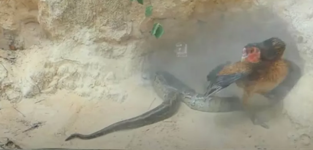 Foto - Dev pitona kafa tutan tavuk sosyal medyayı salladı