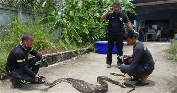Foto - Dev pitonun ağzında kedisinin patilerini gördü! Sonra...